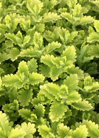 Teucrium chamaedrys 'Summer Sunshine'